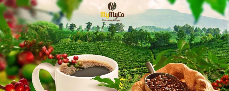 Sản phẩm 233161662486661 — Công Ty TNHH Thương Mại Xuất Nhập Khẩu My My — MST 0313390654