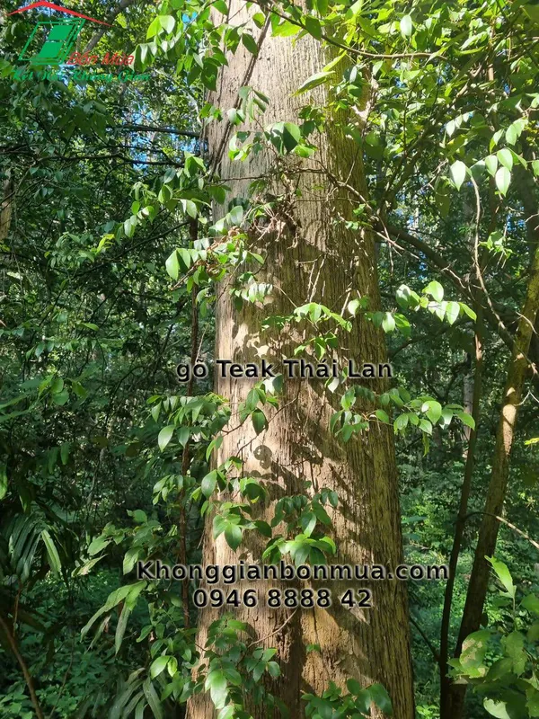 Sản phẩm z6369063055279 8e5631bdd66f50f9bacaff25d199426b — Công Ty TNHH SX TM DV Không Gian Bốn Mùa — MST 0313425339