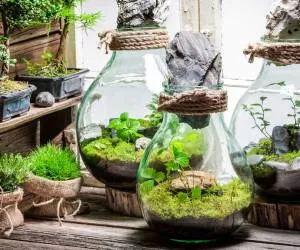 Sản phẩm tieu canh terrarium la gi — Kiến Trúc Cảnh Quan HATA LANDSCAPE - Công Ty TNHH Kiến Trúc Cảnh Quan Hata — MST 0313482055