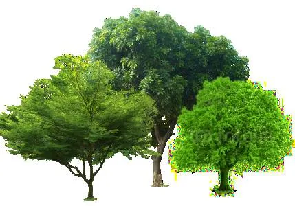 Sản phẩm trees1 1 — Kiến Trúc Cảnh Quan HATA LANDSCAPE - Công Ty TNHH Kiến Trúc Cảnh Quan Hata — MST 0313482055