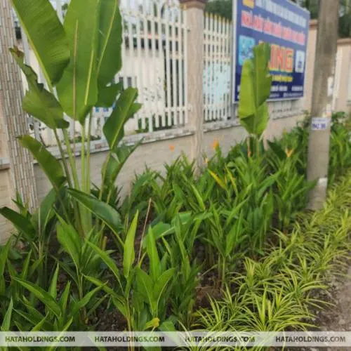 Sản phẩm untitled design 2 — Kiến Trúc Cảnh Quan HATA LANDSCAPE - Công Ty TNHH Kiến Trúc Cảnh Quan Hata — MST 0313482055