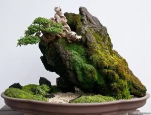 Sản phẩm cach cham soc cay canh bonsai cho nguoi moi bat dau choi 300x230 — Công Ty TNHH SX TM DV Havico — MST 0313506852