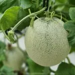 Sản phẩm melon7 150x150 — Công Ty Trách Nhiệm Hữu Hạn IGM Việt Nam — MST 0313525453
