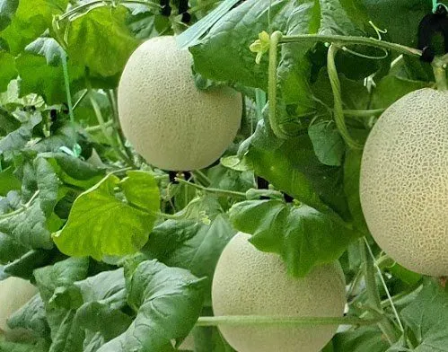 Sản phẩm Melon e1644225837623 — Công Ty Trách Nhiệm Hữu Hạn IGM Việt Nam — MST 0313525453