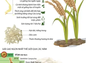 Sản phẩm gao viet nam lan dau nhan giai gao ngon nhat the gioiinfographicst24gaongonnhatthegioinam20191573694880 2626 — Lương Thực Hiệp Thành - Công Ty TNHH Lương Thực Hiệp Thành — MST 0313600728