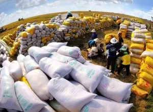 Sản phẩm gia gao xuat khau tiep tuc tang trong nam 2023 co phieu nao tiem nang1 3589 — Lương Thực Hiệp Thành - Công Ty TNHH Lương Thực Hiệp Thành — MST 0313600728