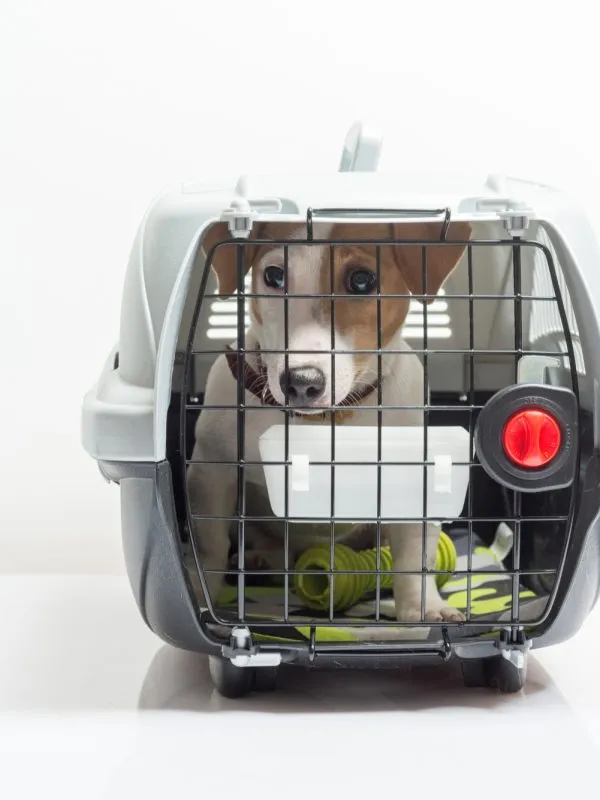 Sản phẩm cute dog carrier 600x800 — Công Ty CP Giao Nhận Vận Tải Quốc Tế PT — MST 0313602612