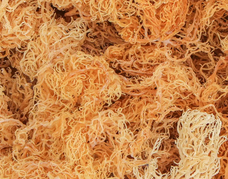 Sản phẩm dried seamoss 3H 2 — Công Ty TNHH Xuất Khẩu 3H — MST 0313618556
