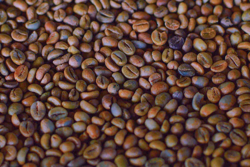 Sản phẩm Robusta 16 Honey chin 100 2 — La Coffee Roasters - Công Ty TNHH Cà Phê Sơn Dương — MST 0313673324
