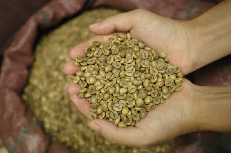 Sản phẩm Robusta 18 Danh Bong 2 — La Coffee Roasters - Công Ty TNHH Cà Phê Sơn Dương — MST 0313673324