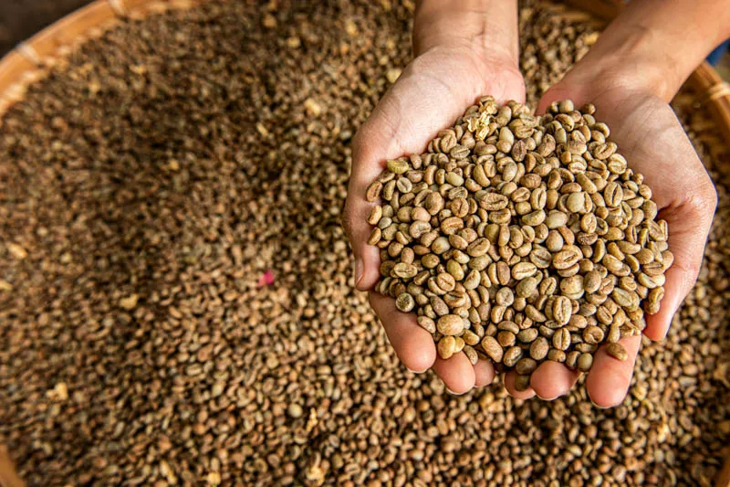 Sản phẩm Robusta 19 Honey 1 — La Coffee Roasters - Công Ty TNHH Cà Phê Sơn Dương — MST 0313673324