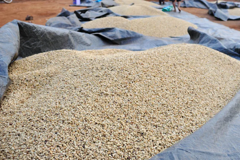 Sản phẩm arabica lao moi sang 18 2 — La Coffee Roasters - Công Ty TNHH Cà Phê Sơn Dương — MST 0313673324