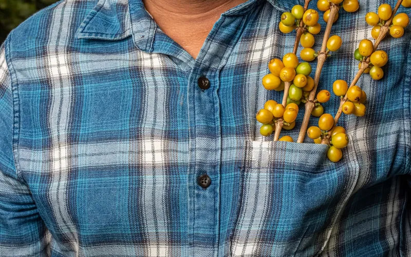 Sản phẩm Ca pgee son duong. — La Coffee Roasters - Công Ty TNHH Cà Phê Sơn Dương — MST 0313673324