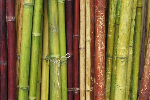 Sản phẩm 30 mau sac thu vi ve tre 1745125013503 — Bambu - Công Ty TNHH Bambu — MST 0313677329