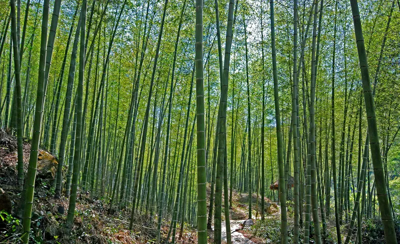 Sản phẩm so sanh tre guadua va tre moso 1745123600979 — Bambu - Công Ty TNHH Bambu — MST 0313677329