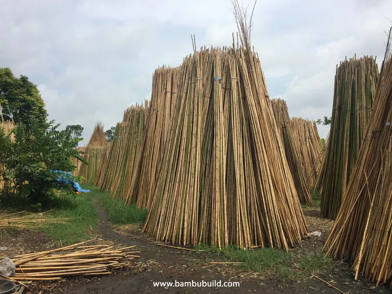 Sản phẩm xu ly tre nhu the nao de chong moi mot cho tre truc 1745122789972 — Bambu - Công Ty TNHH Bambu — MST 0313677329