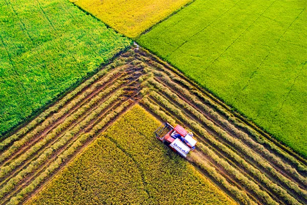 Sản phẩm hinhcty1 — Công Ty TNHH Sản Xuất Xuất Nhập Khẩu Lương Thực Trường Thuận Phú — MST 0313705992