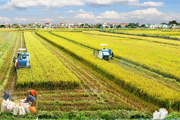 Sản phẩm hinhcty2 — Công Ty TNHH Sản Xuất Xuất Nhập Khẩu Lương Thực Trường Thuận Phú — MST 0313705992