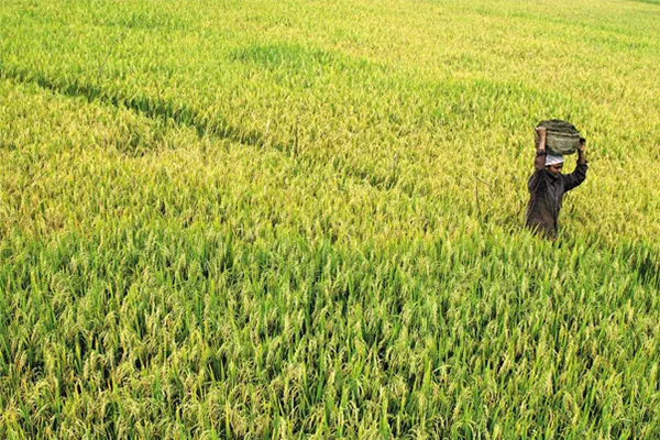 Sản phẩm hinhcty4 — Công Ty TNHH Sản Xuất Xuất Nhập Khẩu Lương Thực Trường Thuận Phú — MST 0313705992