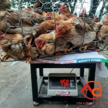 Sản phẩm can ga vit dien tu — Công Ty TNHH Cân Điện Tử á Châu — MST 0313729390