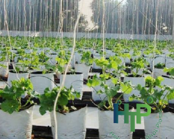 Sản phẩm 250747843635.png — Bao Bì Nhựa Hoàng Thịnh Phát - Công Ty TNHH Sản Xuất In Bao Bì Hoàng Thịnh Phát
Plastic — MST 0313795410
