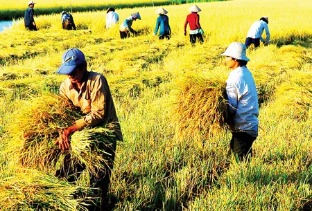 Sản phẩm hoi nhap tpp nong san viet rong cua ra the gioi — Công Ty TNHH In Bao Bì Thiên Đăng — MST 0313809247
