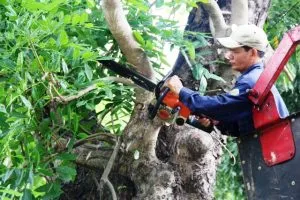 Sản phẩm 1571934458 cat tia cay xanh 300x200 — Công Ty TNHH Vệ Sinh Cây Xanh Miền Nam — MST 0313894933