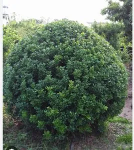 Sản phẩm AA 269x300 — Công Ty TNHH Vệ Sinh Cây Xanh Miền Nam — MST 0313894933