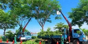 Sản phẩm cat tia cay xanh do thi 300x153 — Công Ty TNHH Vệ Sinh Cây Xanh Miền Nam — MST 0313894933