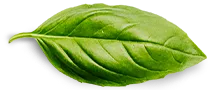 Sản phẩm basil leaf — Công Ty TNHH SX TM DV Sống Khỏe — MST 0313903507