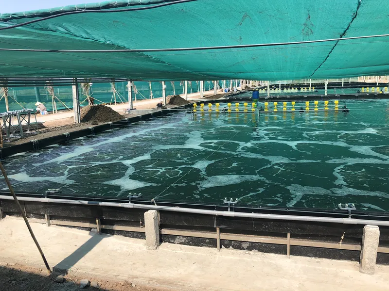 Sản phẩm may thoi khi nuoi tom — Công Ty TNHH Dịch Vụ Kỹ Thuật Kim Phát — MST 0313904772