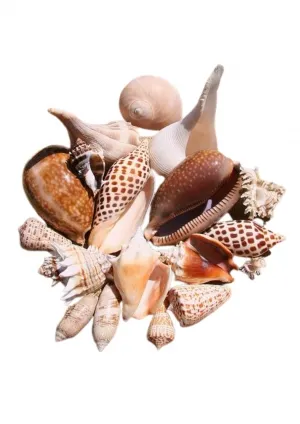 Sản phẩm handicraft 134 img — Nông Sản Viet Seafarm - Công Ty TNHH Viet Seafarm — MST 0314105518