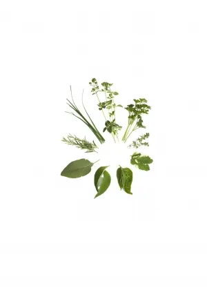 Sản phẩm leaves 492 img — Nông Sản Viet Seafarm - Công Ty TNHH Viet Seafarm — MST 0314105518