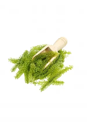 Sản phẩm seaweed 329 img — Nông Sản Viet Seafarm - Công Ty TNHH Viet Seafarm — MST 0314105518