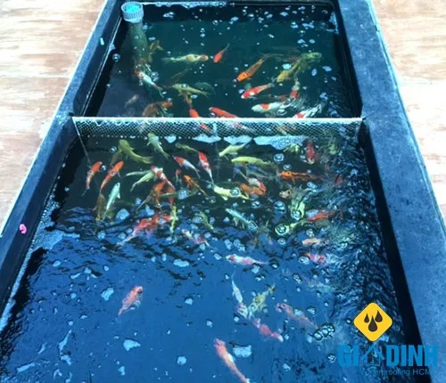 Sản phẩm chong tham ho nuoi ca coi — Công Ty TNHH Chống Thấm Gia Định — MST 0314169328