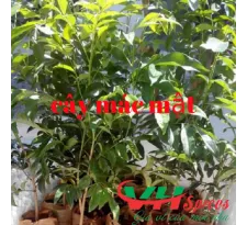 Sản phẩm cay mac mat3949_205x205 — Công Ty TNHH Gia Vị Việt Hiệp — MST 0314212943