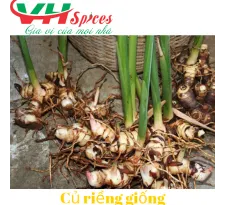 Sản phẩm cu rieng giong viet hiep4499_205x205 — Công Ty TNHH Gia Vị Việt Hiệp — MST 0314212943