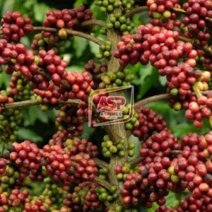 Sản phẩm Vietnamese Robusta Coffee 1 300x300 — Công Ty TNHH Thương Mại Dịch Vụ Xuất Nhập Khẩu An Sơn Phát — MST 0314234150