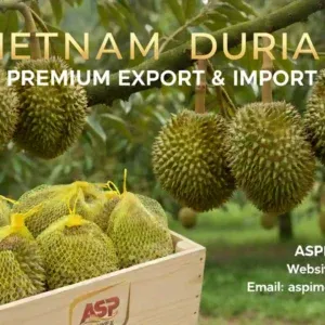 Sản phẩm vietnam durian 300x300 — Công Ty TNHH Thương Mại Dịch Vụ Xuất Nhập Khẩu An Sơn Phát — MST 0314234150