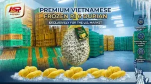 Sản phẩm FROZEN DURIAN WHOLE FRUIT 300x167 — Công Ty TNHH Thương Mại Dịch Vụ Xuất Nhập Khẩu An Sơn Phát — MST 0314234150