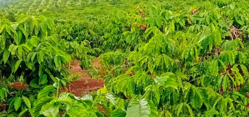 Sản phẩm 072873924172196 — Cà Phê AVC HEMERA - Công Ty TNHH AVC HEMERA — MST 0314315995