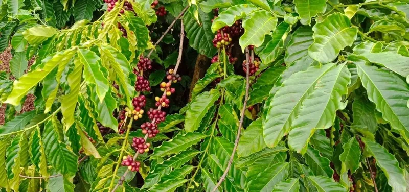 Sản phẩm 196356262522921 — Cà Phê AVC HEMERA - Công Ty TNHH AVC HEMERA — MST 0314315995