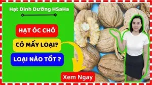 Sản phẩm hat oc cho co may loai HSaHa 300x169 — Công Ty TNHH HSaHa — MST 0314318724