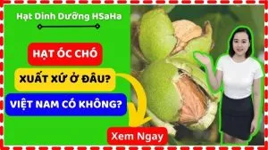 Sản phẩm qua oc cho xuat xu o dau HSaHa 300x169 — Công Ty TNHH HSaHa — MST 0314318724