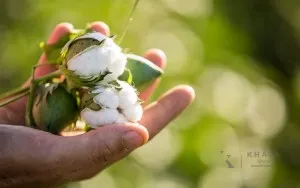 Sản phẩm 1522922625 bong cotton — Công Ty TNHH KHATA — MST 0314320307