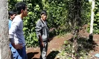 Sản phẩm tieu chet hang loat nghi bi phun thuoc pha hoai1 — Công Ty TNHH Mua Bán Nông Sản Và Chế Biến Tiêu Nam Đan — MST 0314362755