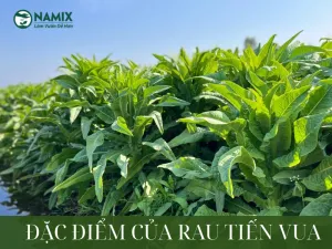 Sản phẩm Dac diem rau tien vua 1 1 300x225 — Công Ty Cổ Phần Nông Nghiệp Công Nghệ Cao Namix — MST 0314370234