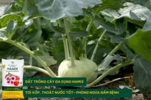 Sản phẩm trong su hao 300x200 — Công Ty Cổ Phần Nông Nghiệp Công Nghệ Cao Namix — MST 0314370234