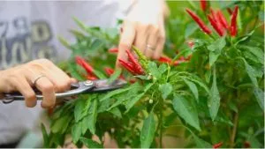 Sản phẩm thu hoach ot 300x169 — Công Ty Cổ Phần Nông Nghiệp Công Nghệ Cao Namix — MST 0314370234