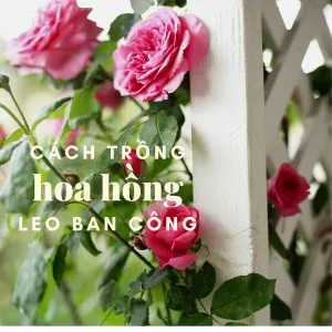 Sản phẩm action 300x300 — Công Ty Cổ Phần Nông Nghiệp Công Nghệ Cao Namix — MST 0314370234